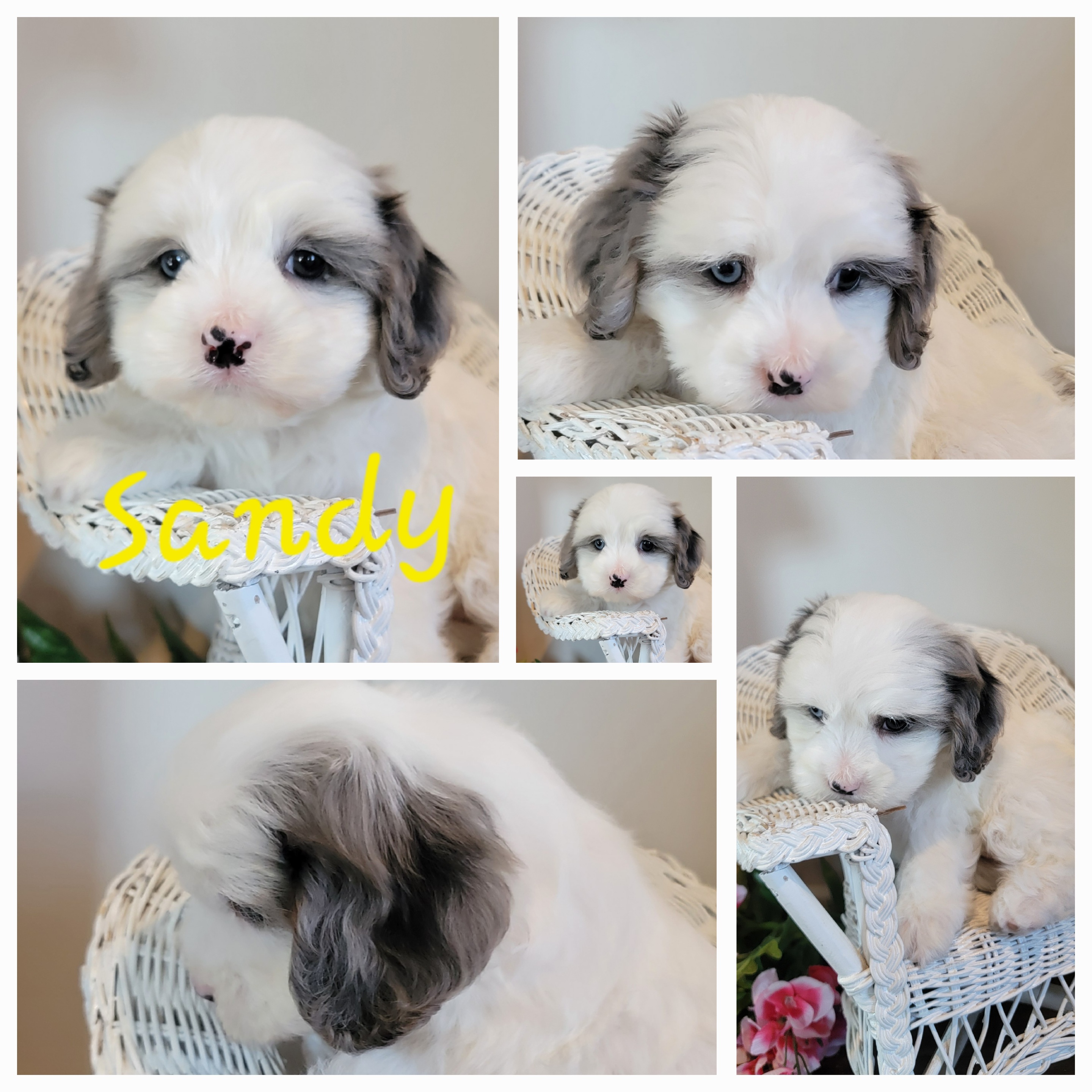 puppy, for, sale, Cava-Poo, Loren & Elaine  Nolt, dog, breeder, East Earl, PA, dog-breeder, puppy-for-sale, forsale, nearby, find, puppyfind, locator, puppylocator, aca
